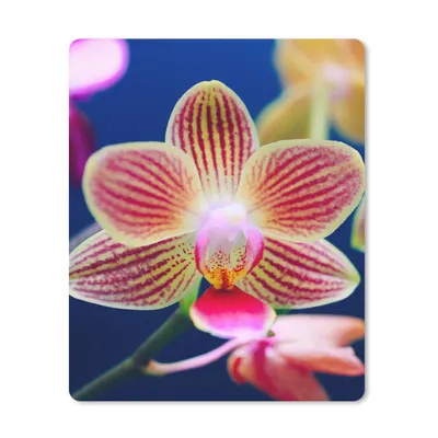 Produktbild von MuchoWow® Mauspad Mousepad Von Orchidee 30x40 cm - Mousepads - Maus Mat - Pad - Mausunterlage - Mausmatten