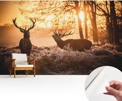 Obrázek produktu pro Samolepicí fototapeta – 416 x 254 cm – tapeta – nástěnná tapeta – nástěnné obrazy – samolepicí fólie – dekorativní fólie – tapetová fólie – stěna – dekorace – obývací pokoj – jeleni ráno