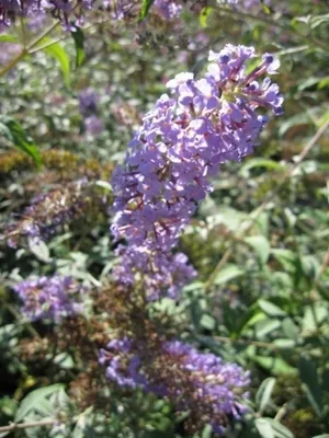 Produktbild von Sommerflieder Ecolonia - Buddleja davidii - Schmetterlingsflieder - 60-80