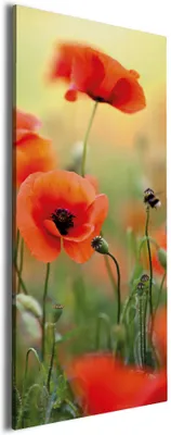 Produktbild von Wallario Premium Leinwandbild Mohnblumenblüten in Größe 80 x 200 cm