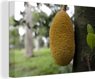 Obrázek produktu pro OneMillionCanvasses® - Obrazy na plátně - 140x90 cm, Chlebovník - Strom - Listy, Nástěnné umění tisk Nástěnná dekorace - Fotografie na plátně - Obraz na dřevěném rámu