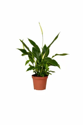 Zdjęcie produktu dla Spathiphyllum 'Chopin' 30 cm – skrzydłokwiat, roślina pokojowa oczyszczająca powietrze, białe kwiaty