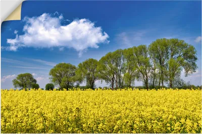 Produktbild von ARTland Wandbild, selbstklebend Rapsfeld im Frühling Größe: 90x60 cm