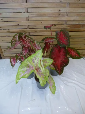 Produktbild von [Palmenlager] 3x Caladium bicolor 60-80 cm- Topf 21 cm Ø // außergewöhnliche Zimmerpflanze mit bunten Blättern / 3er Set mix verschiedene Sorten