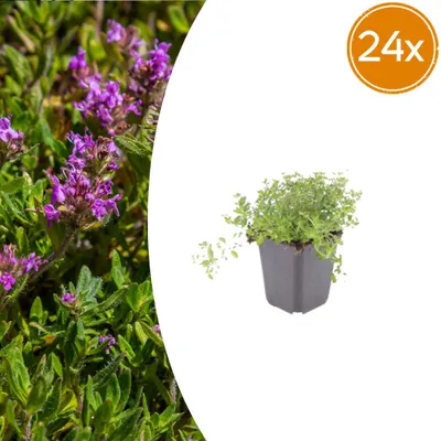 Zdjęcie produktu dla Thymus serpyllum | 24 sztuki - 10-25cm - Ø9cm - Roślina ogrodowa