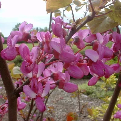 Produktbild von Judasbaum - Cercis siliquastrum | 40-50 cm in Container