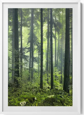 Produktbild von Baum- und Vegetationslandschaft des Waldes– Wandbild mit Rahmen – Gerahmtes Bild  – Wanddekoration – 70x100 cm –  Weiß Rahmen