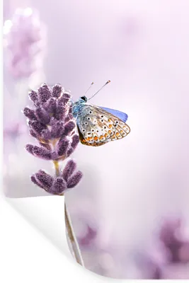 Produktbild von MuchoWow® Wandtattoo Wandsticker Wandaufkleber Lavendel - Schmetterling - Nahaufnahme - Lila 40x60 cm Selbstklebend und Repositionierbar - Wierderverwendbar - Selbstklebend