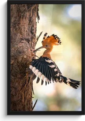 Produktbild von MuchoWow® MuchoWow® Gerahmtes Poster Vogel - Baum - Wald 40x60 cm - Poster mit zchwarzem Bilderrahmen - Papierdruck - Wandbilder