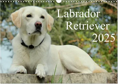 Produktbild von Labrador Retriever 2025 (Wandkalender 2025 DIN A3 quer), CALVENDO Monatskalender