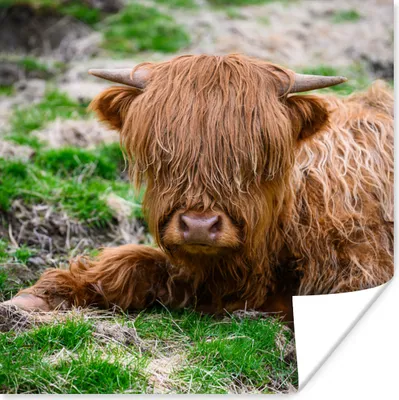 Produktbild von MuchoWow® Poster Schottischer Highlander - Heu - Gras 100x100 cm - Babyzimmer