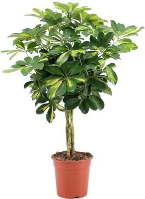 Obrázek produktu pro Arálie Schefflera Arboricola Gold Capella, pokojová rostlina, prumer 19cm