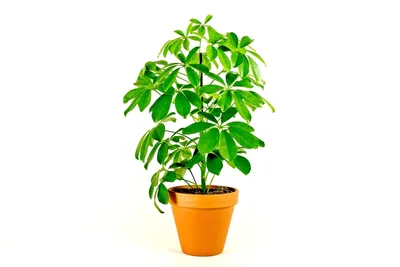 Obrázok produktu pre Gardners Schefflera Arboricola, priemer 13 cm