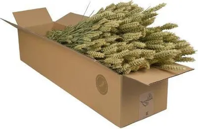 Obrázok produktu pre Sušené kvety - pšenica (Triticum) - prírodné - 4 kytice - Ø60cm - zväzky
