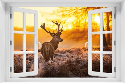 Produktbild von Wallario Poster mit Fenster-Illusion: stattlicher Rothirsch im Morgengrauen, Größe: 100 x 150 cm