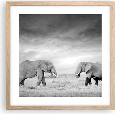 Produktbild von Gerahmtes Poster - Rahmen in heller Eiche - Elefanten Schwarzweiß Safari - 40x40 cm - Wand Bild - Wanddeko - Wandbilder - Wandposter - Bilderrahmen - Bilder - Kunstdruck - Wandbild - P2NAC40x40-4186
