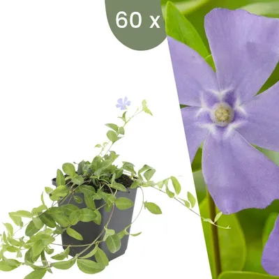 Produktbild von Plants by Frank | 60 Immergrün Pflanzen | Vinca Minor | Bodendecker | Winterhart | Mehrjährig | Gartenpflanzen