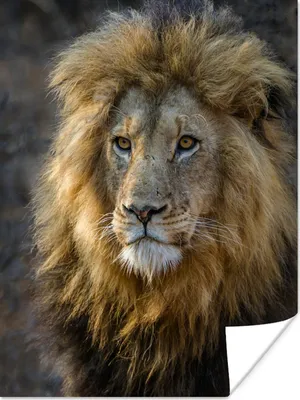 Produktbild von MuchoWow® Poster Löwe - Porträt - Wildtiere 120x160 cm - Wandbilder