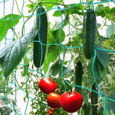Produktbild von Ranknetz mit großer Maschenweite für besonders ertragreiche Ernte von Gurken, Tomaten und Anderen Gemüsepflanzen - Rankhilfen für Kletterpflanzen (1.8m x 2.7m)