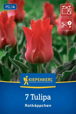 Produktbild von Kiepenkerl Greigii-Tulpe Rotkäppchen 7 Zwiebeln