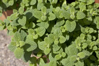 A close-up view of a potted mint plant.