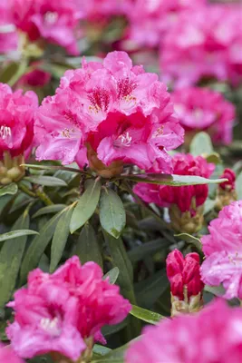Produktbild von Rhododendron Hybr. 'Rocket', leuchtend rot, 30–40 cm