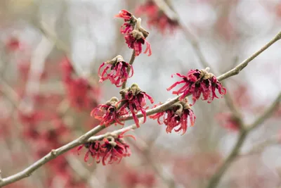 Produktbild von Hamamelis intermedia 'Rubin', Zaubernuss, rubinrot, 40–60 cm