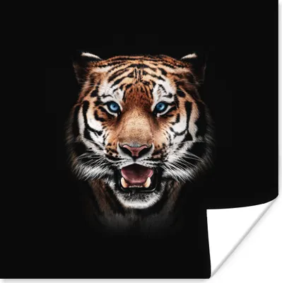 Produktbild von MuchoWow® Poster Tiger - Tiere - Schwarz 75x75 cm - Wand Dekoration