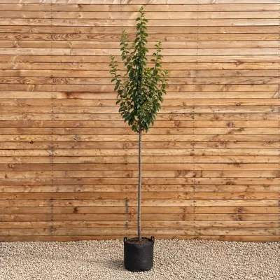 Produktbild von Reneklode 'Ouillins' Reine Claude d'Ouillins 200-250 cm, Stammumfang 8-10 cm - Prunus domestica Hochstamm