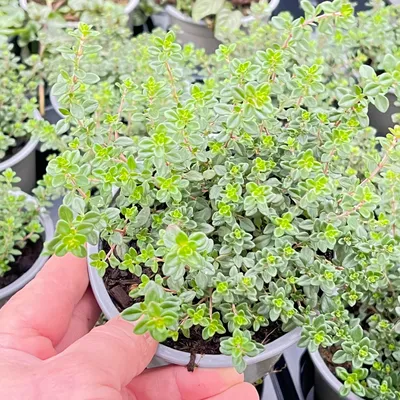 Produktbild von Orangen Thymian   Thymus citriodorus