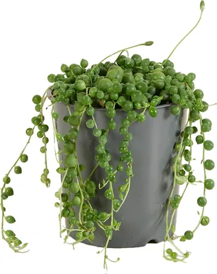 Image de Bloomique - Senecio Rowleyanus - Plante de pois - Plante suspendue - Plantes d'intérieur - Facile d'entretien - Hauteur 10-15 cm - Pot 12 cm