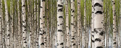 Produktbild von Wallario Poster - Birkenwald - Baumstämme in schwarz weiß, Kunstdruck Größe: 50 x 125 cm