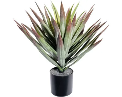Obrázok produktu pre Umelá juka zeleno-červená 48 cm v čiernom plastovom kvetináči 12,5 x 11,5 cm