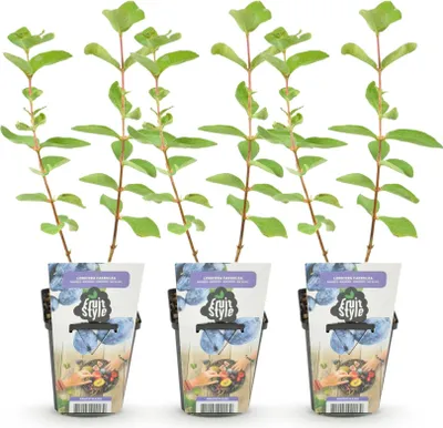 Image de Green boutiQ - Plantes fruitières - Baie de miel - Lonicera caerulea Kamtschatica - Résistante au froid - 3 plants - Pot de 9 cm - Baie bleue