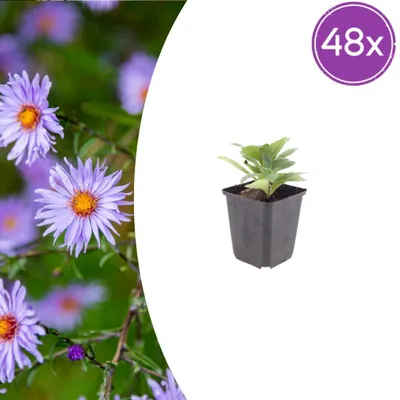 Zdjęcie produktu dla Aster frikartii 'Monch' | 48 sztuk - 10-25cm - Ø9cm - Roślina ogrodowa