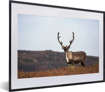 Produktbild von MuchoWow® MuchoWow® Gerahmtes Poster Einsame Rentiere auf einem Feld 40x30 cm - Poster mit zchwarzem Bilderrahmen - Bilderrahmen - Poster im Rahmen