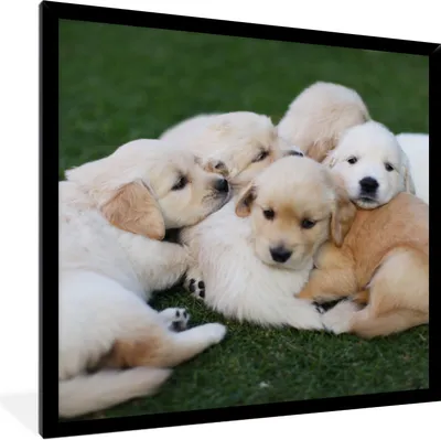 Produktbild von MuchoWow® Gerahmtes Poster Tiere - Welpen - Hunde 40x40 cm - Poster mit Schwarzem Bilderrahmen Wandposter Rahmen Foto Bilder - Mit Rahmen - Wanddekoration Schlafzimmer