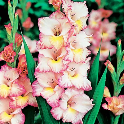 Immagine prodotto di Gladiolo a fiore grande Priscilla 5 pezzi Gladioli bulbi di gladiolo