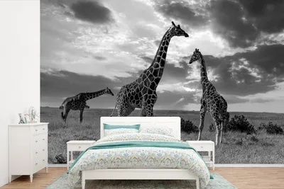 Produktbild von MuchoWow® Fototapete für Wohnzimmer oder Schlafzimmer Wandtapete Vinyl Motivtapete Giraffen in Savanne - schwarz und weiß - 600x400 cm - Vinyltapeten