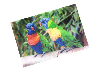 Produktbild von 3 D Ansichtskarte Loris, Postkarte Wackelkarte Hologrammkarte Tiere Tier Papagei Vogel Lori