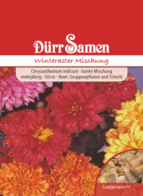 Produktbild von Dürr-Samen - Chrysanthemum indicum Winteraster - Saatgut - 1015