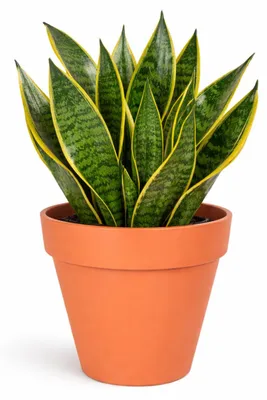Produktbild von Mega Collections Pflanzentopf/blumentopf - Kunststoff - orange - 29 x 28 cm