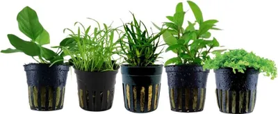 Produktbild von Pflanzen Set mit 5 Vordergrund Topf Aquarium Wasserpflanzen AquaOne Nr.203