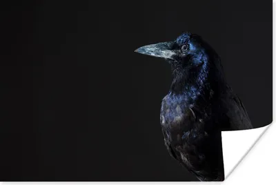 Produktbild von MuchoWow® Poster Vogel - Tiere - Schwarz 180x120 cm - Fotoplakat