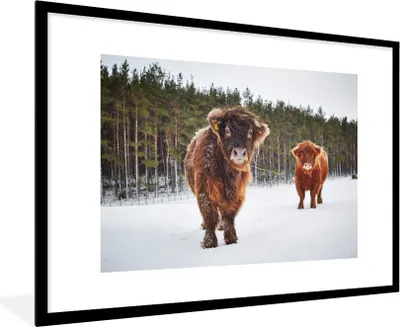 Produktbild von MuchoWow® Gerahmtes Poster Schottische Highlander - Schnee - Kühe 90x60 cm - Poster mit Schwarzem Bilderrahmen Wandposter Rahmen Foto Bilder - Wanddekoration - Fotos