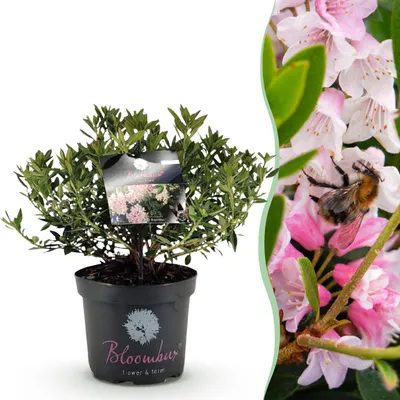 Produktbild von Zwerg-Rhododendron - Rhododendron Bloombux Hellrosa - Blühender Buchsbaum - Pflegeleicht - Hellrosa Blüte - 45-55cm - Ø23cm - Gartenpflanze