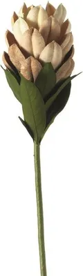 Immagine prodotto di Leonardo fiore chiuso 50 naturale 062972
