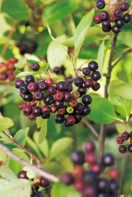 Obrázek produktu pro Temnoplodec třešňolistýFloraSelfAronia 'Viking' květináč 3 l