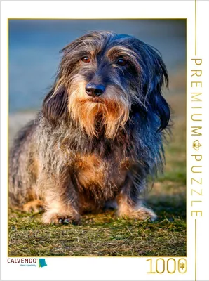 Zdjęcie produktu dla CALVENDO Puzzle "Rauhaardackel" | 1000 elementów. Rozmiar układanki: 64 x 48 cm. Puzzle z motywem przedstawiającym psa rasy dackel, idealne na chwile relaksu