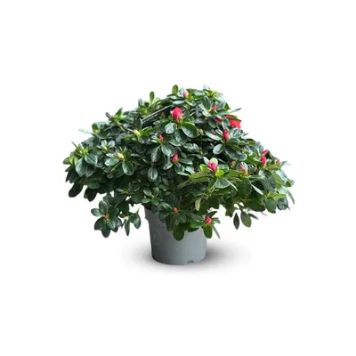 Image de Azalée indica - plante d'intérieur - ↕ 40-50 cm - ⌀ 18 cm - fleur rouge